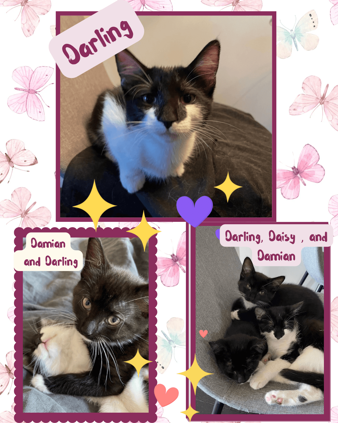 Darling Daisy And Damian - Domestic Short Hair