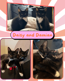 Darling Daisy And Damian image 2