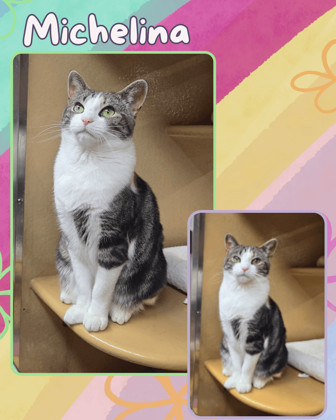 Michelina - Domestic Short Hair