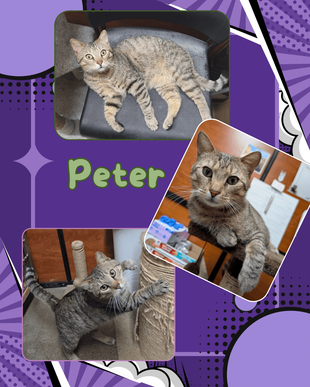 Peter - Domestic Short Hair