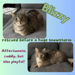 Blizzy image 1