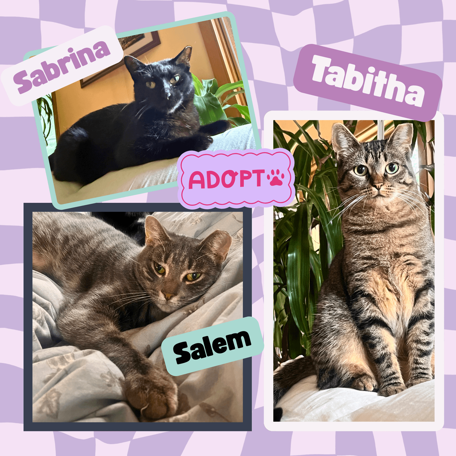 The Halloween Trio - Bonded - Domestic Short Hair