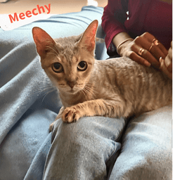 Meechy image 1