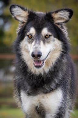Yukon image 1