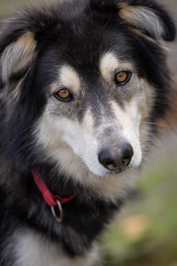 Yukon image 2
