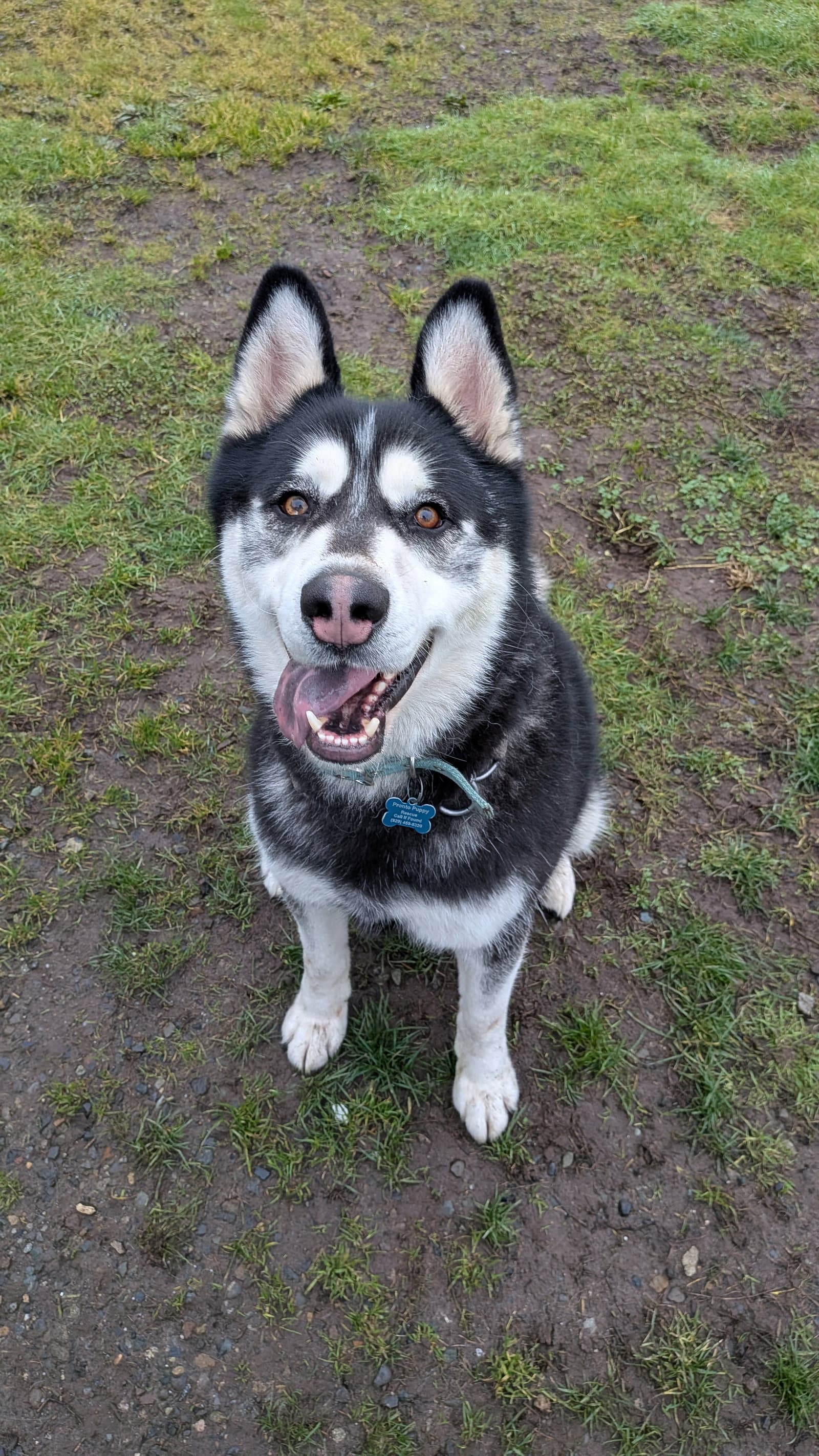 Duke - Alaskan Malamute