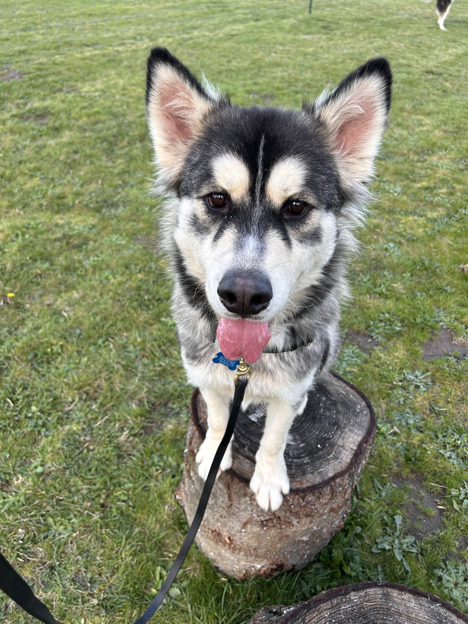 Jak - Alaskan Malamute