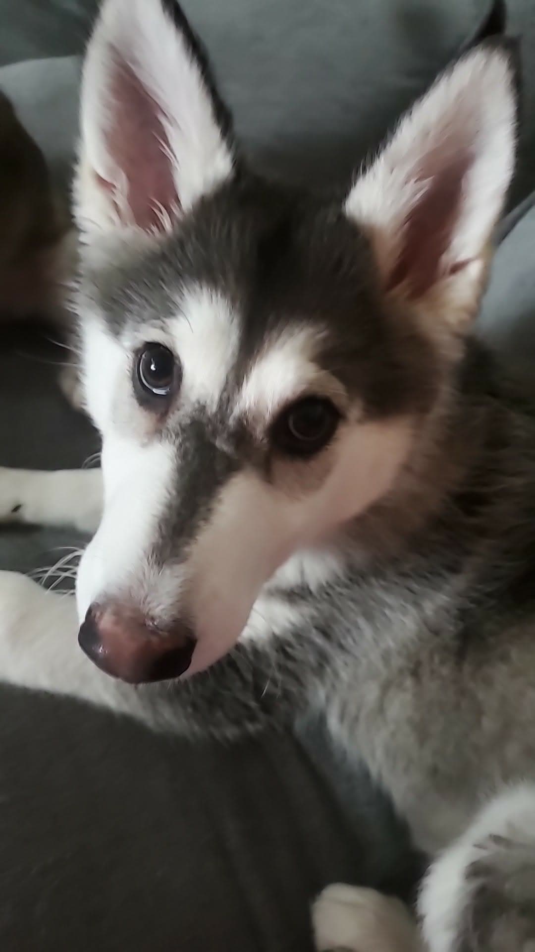 Lilo - Alaskan Malamute