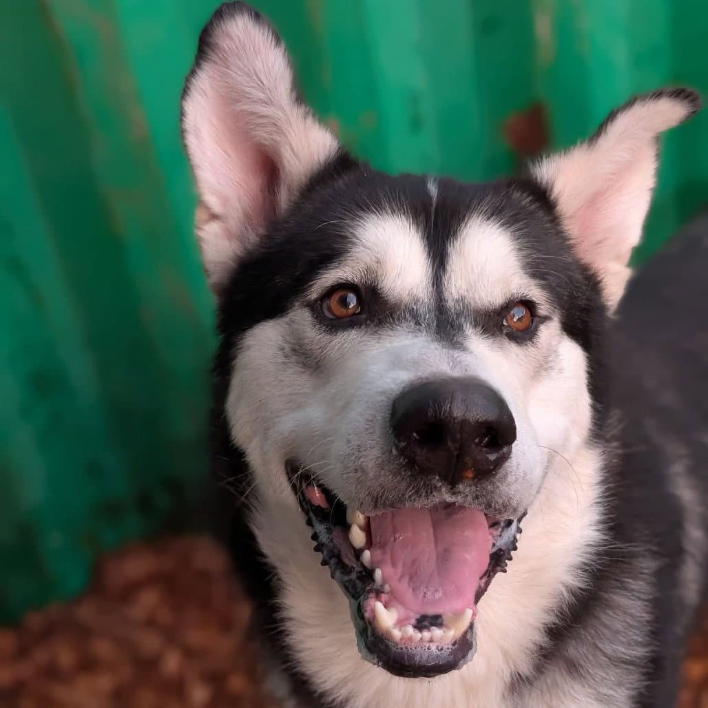 Odyssey - Alaskan Malamute