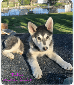 Tilly image 4
