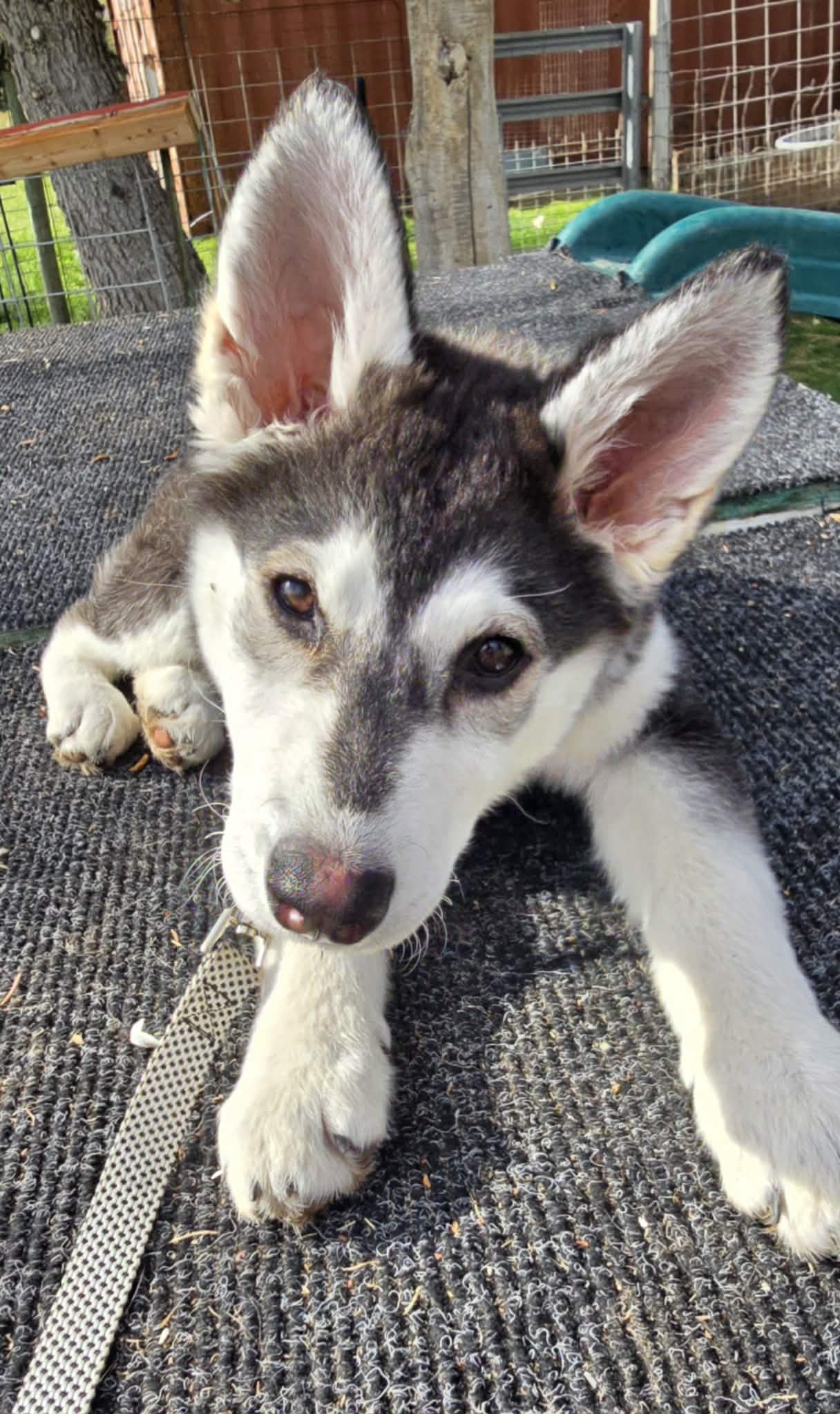 Tilly - Alaskan Malamute