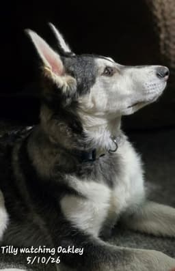 Tilly image 2