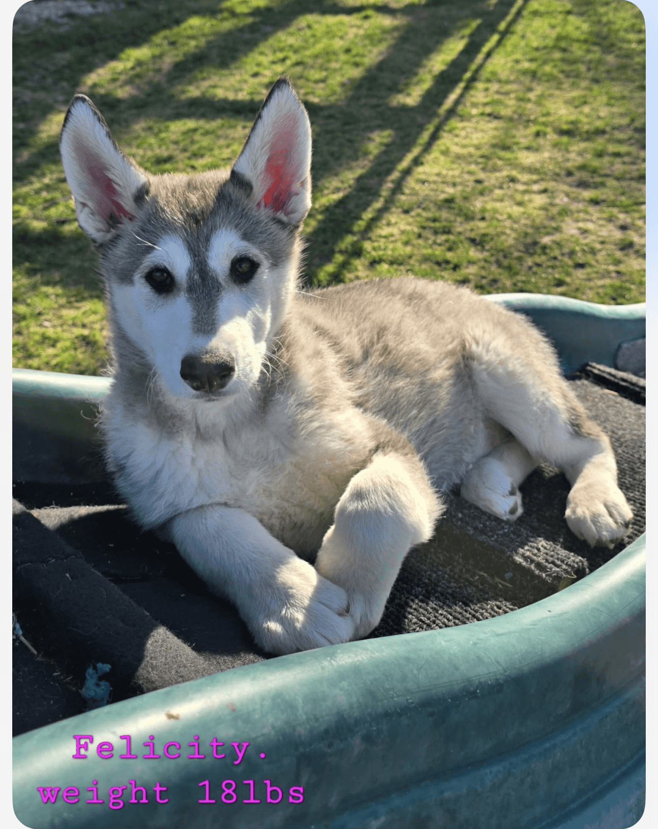 Felicity - Alaskan Malamute