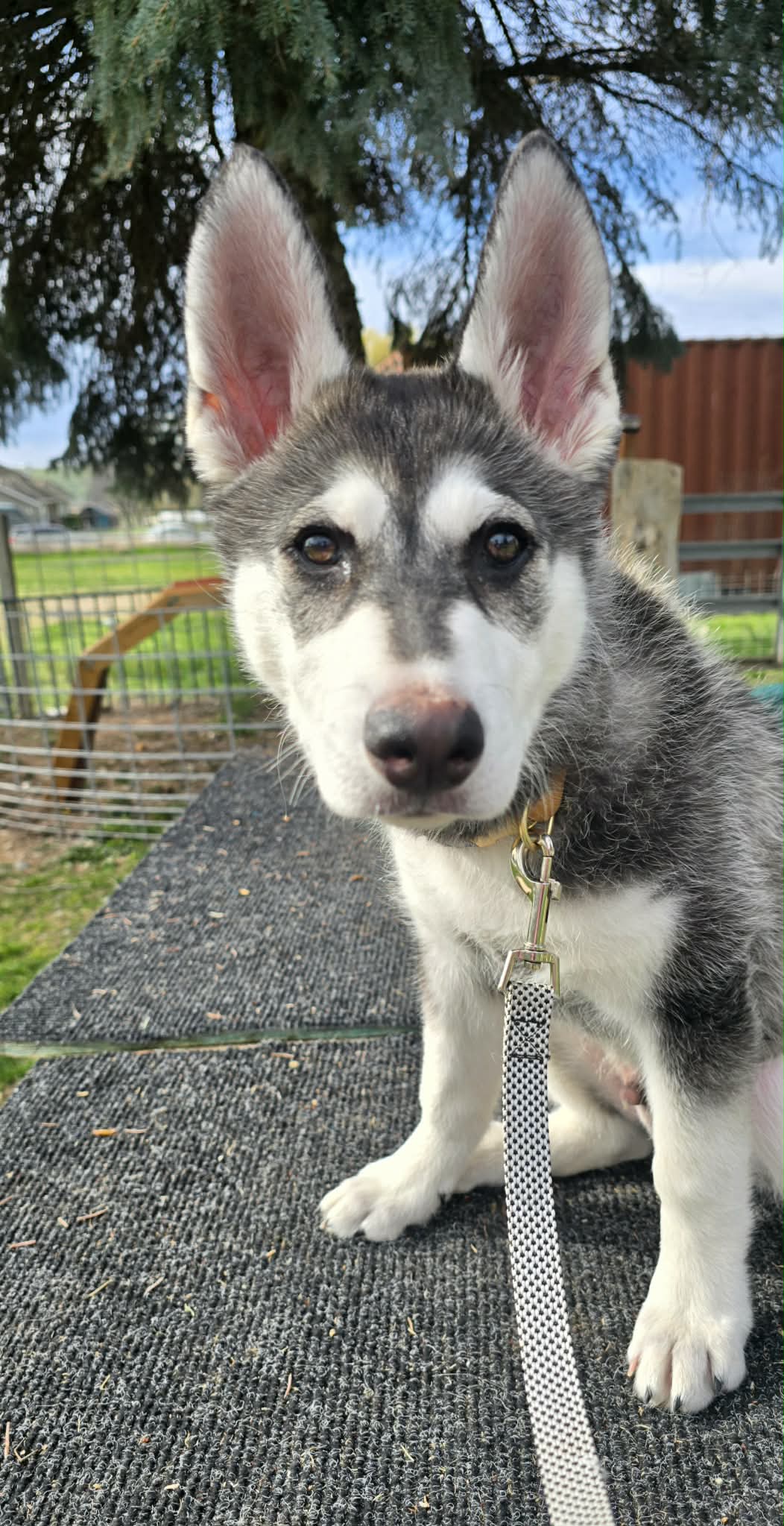 Pistol - Alaskan Malamute