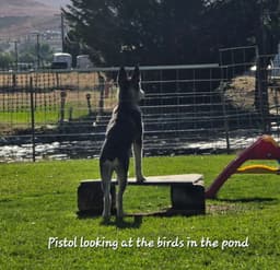 Pistol image 2