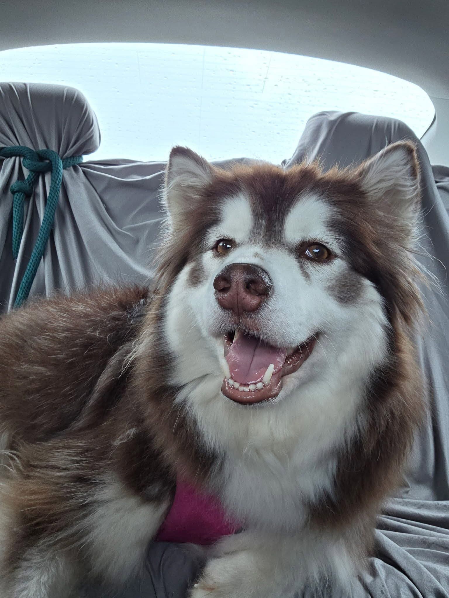 Shasta - Alaskan Malamute