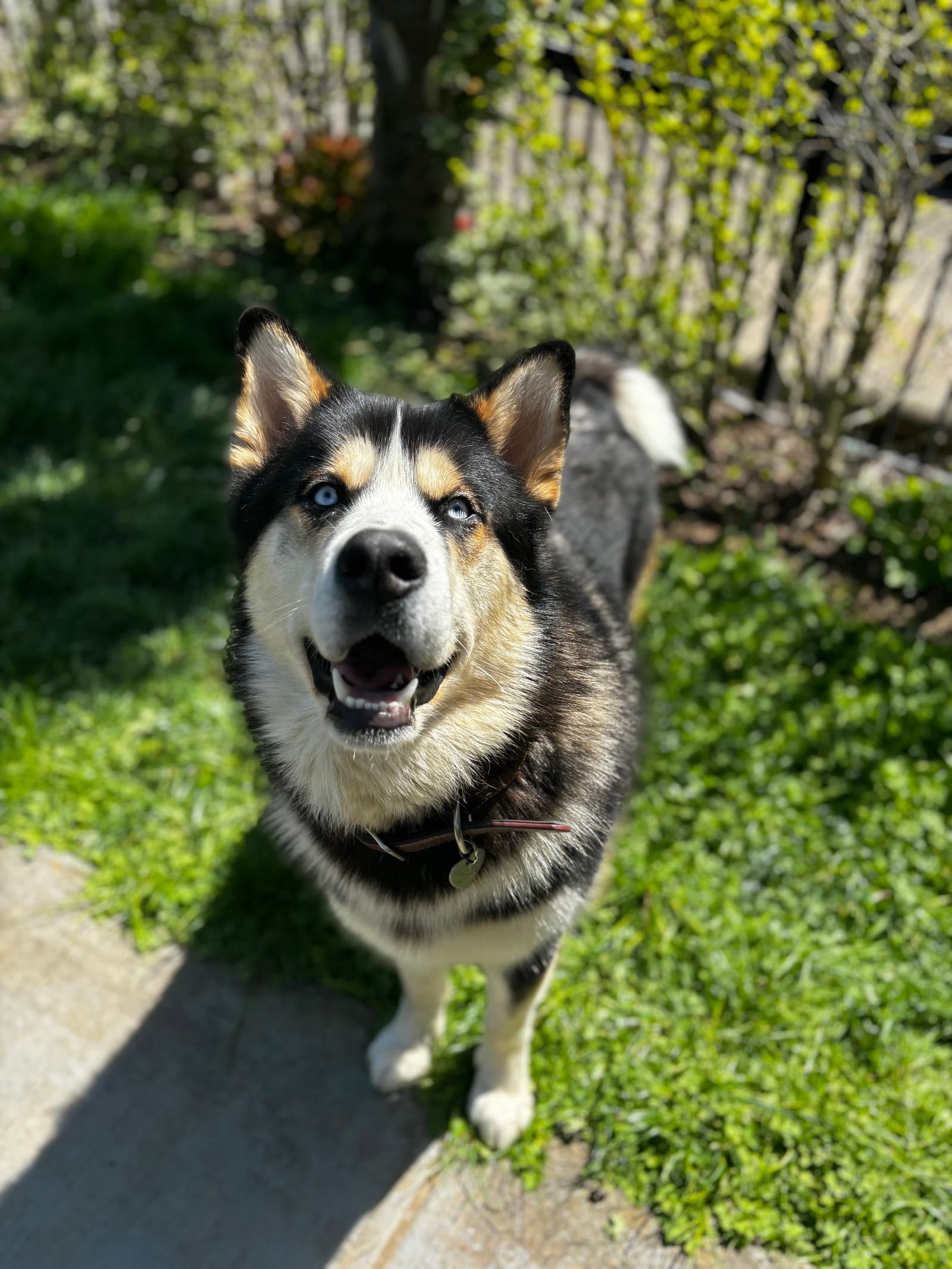 Zeus - Alaskan Malamute