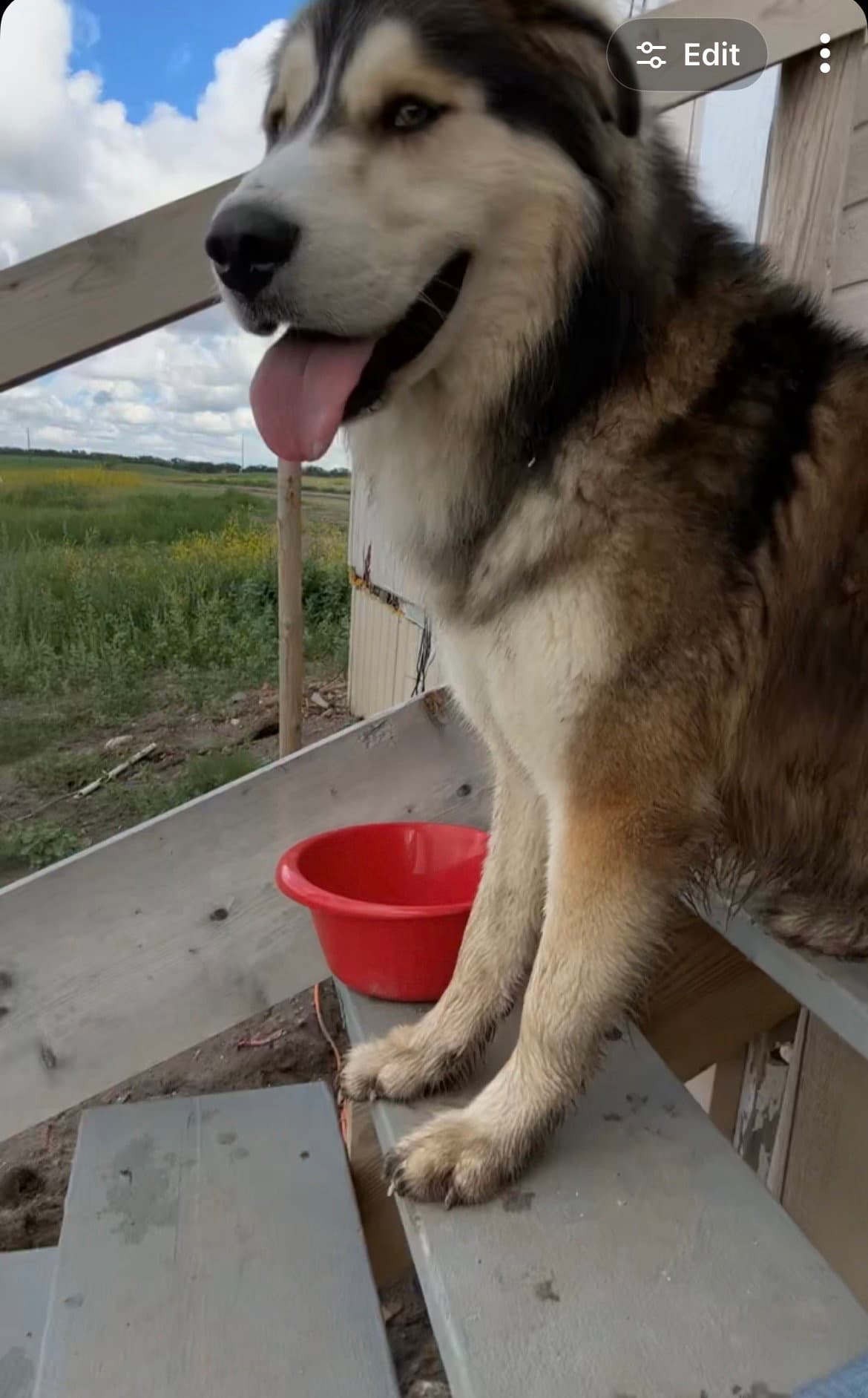 Clyde - Alaskan Malamute
