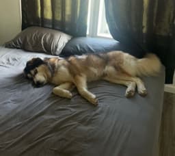 Clyde image 4