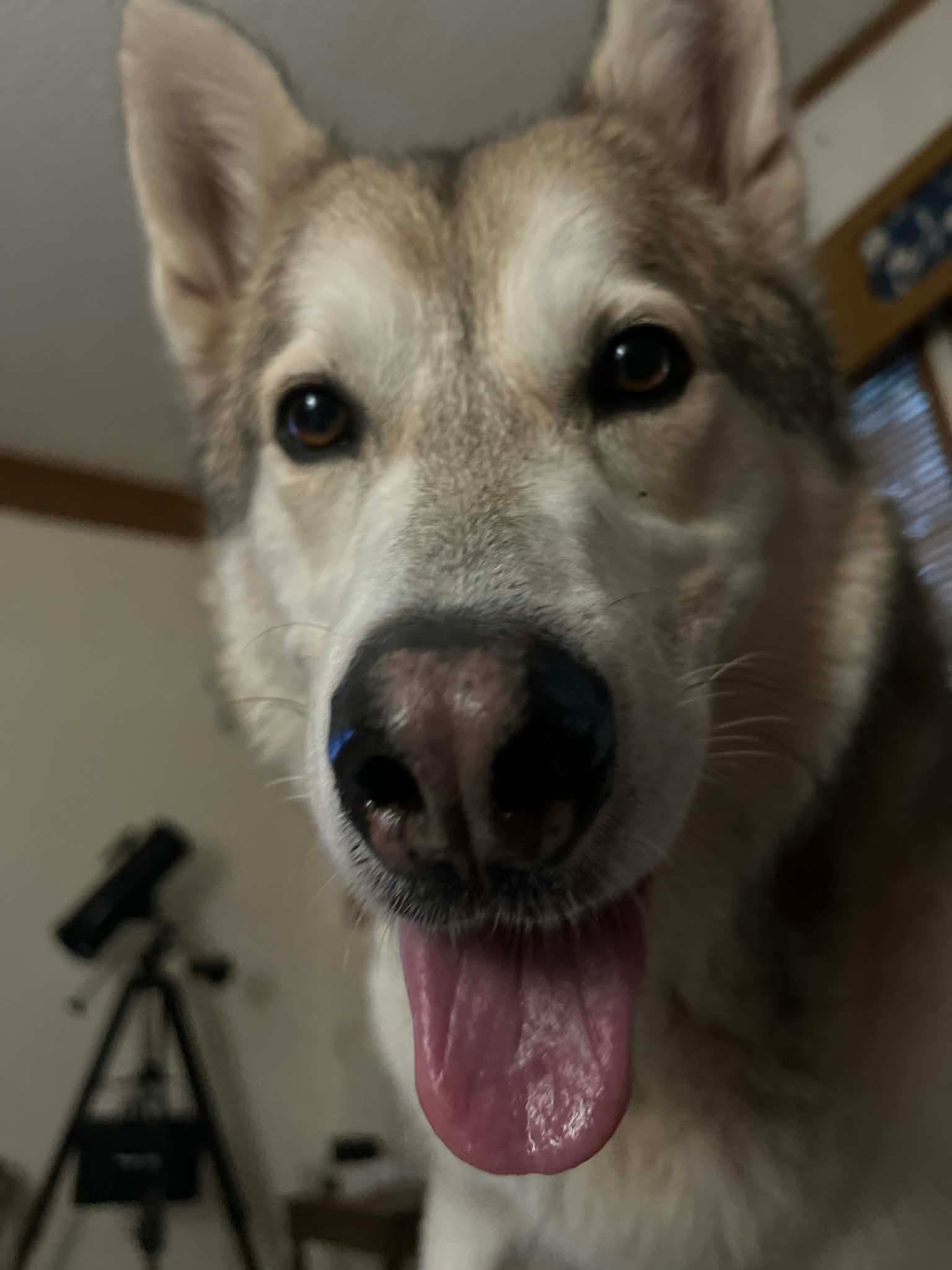 Keno - Alaskan Malamute