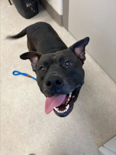 Gargamel - Pit Bull Terrier