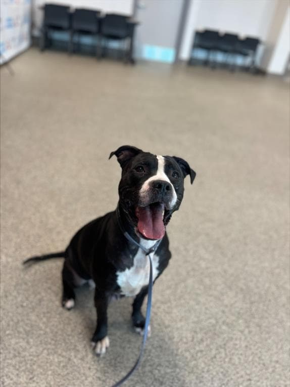 Tango - Pit Bull Terrier