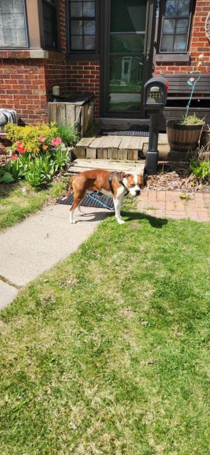 Zeus - Boxer