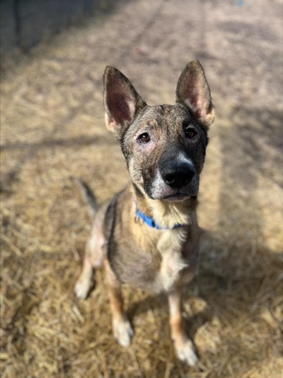 Cyclone - German Shepherd Dog