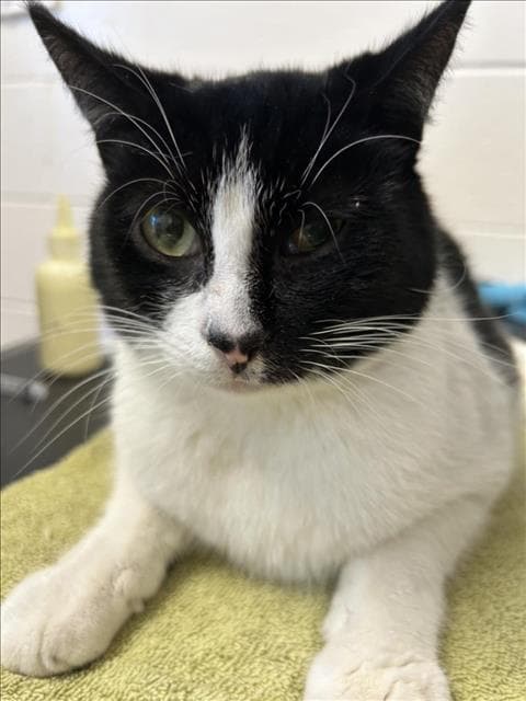 Zephyr - Domestic Short Hair