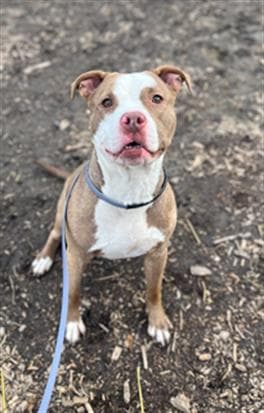 Nick Cannon - Pit Bull Terrier