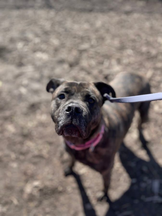 Kida - Pit Bull Terrier