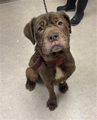 Truffle - Mastiff