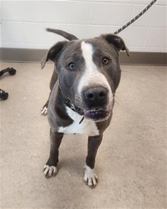 Porter - Pit Bull Terrier