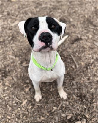 Stanley - Pit Bull Terrier