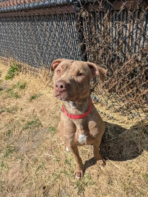 Dano - Pit Bull Terrier