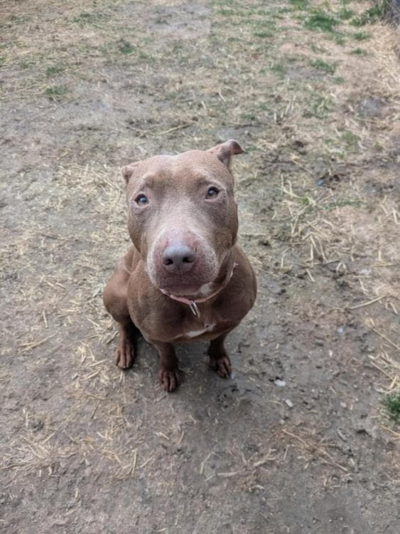 Nutmeg - Pit Bull Terrier