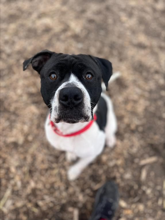 Holstein - Pit Bull Terrier
