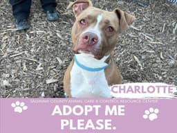 Charlotte image 1