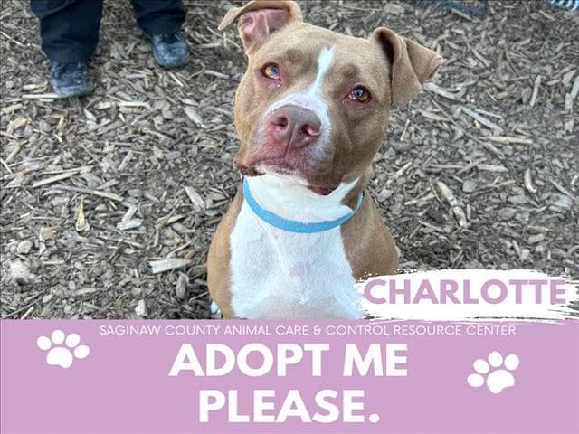 Charlotte - Pit Bull Terrier