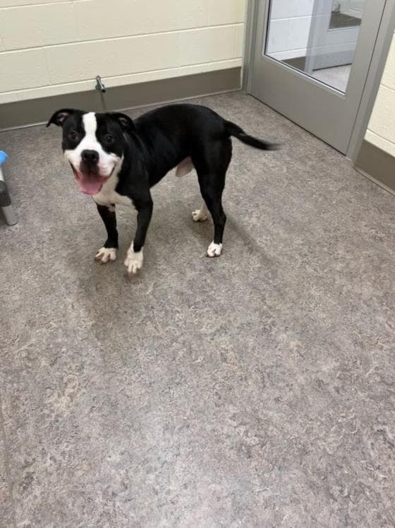 Beethoven - Pit Bull Terrier