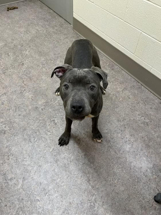 Zeus - Pit Bull Terrier