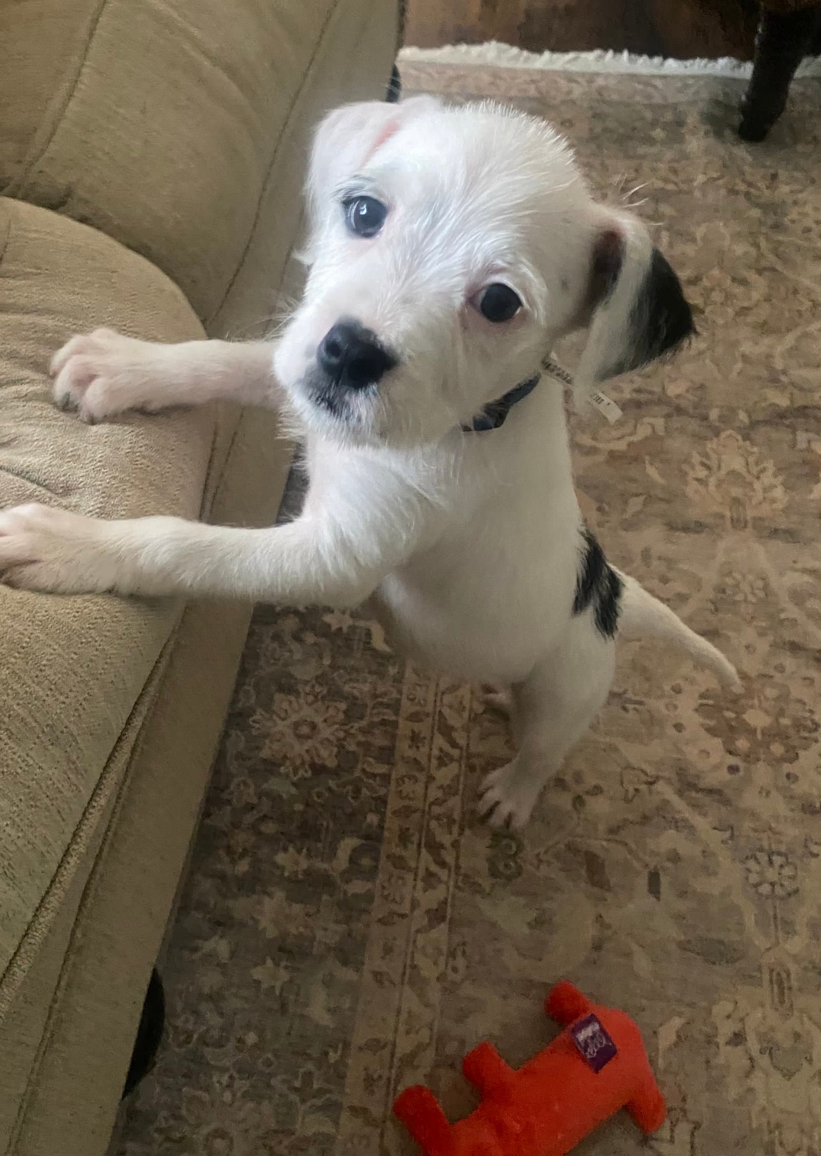 Snoopy - Terrier