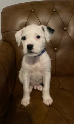 Snoopy image 3