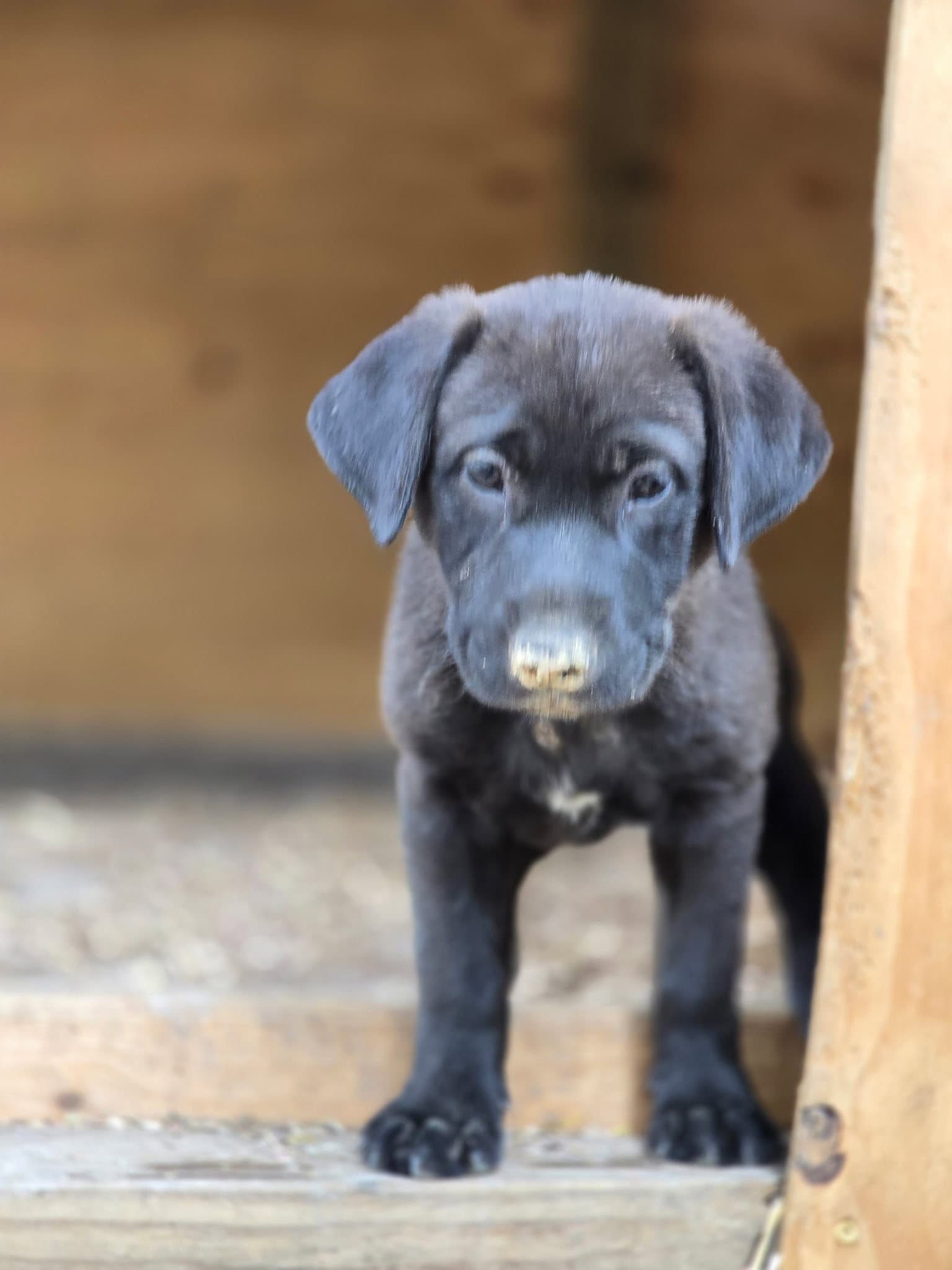 Moca-Bean - Labrador Retriever