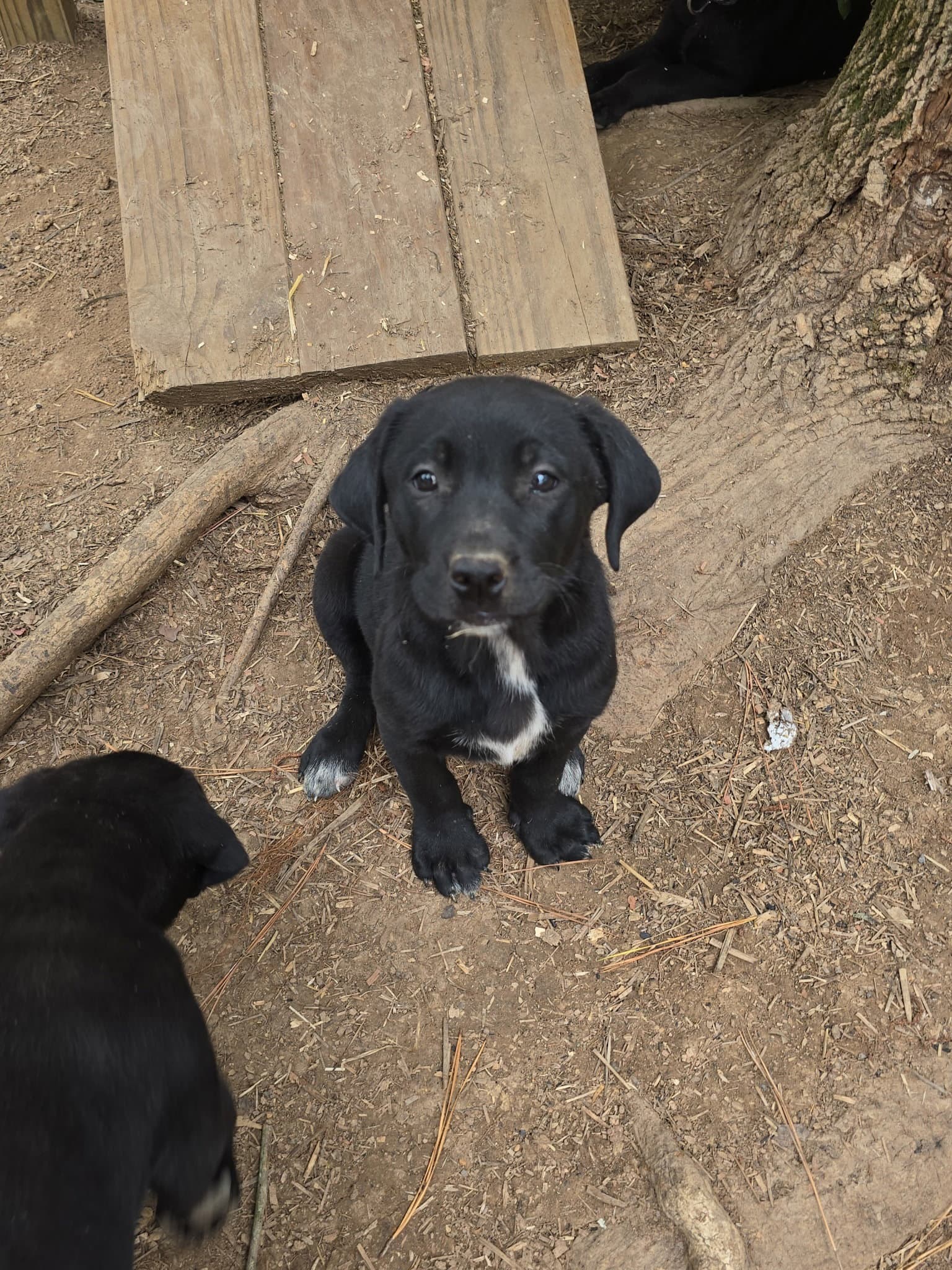 Skylar - Labrador Retriever