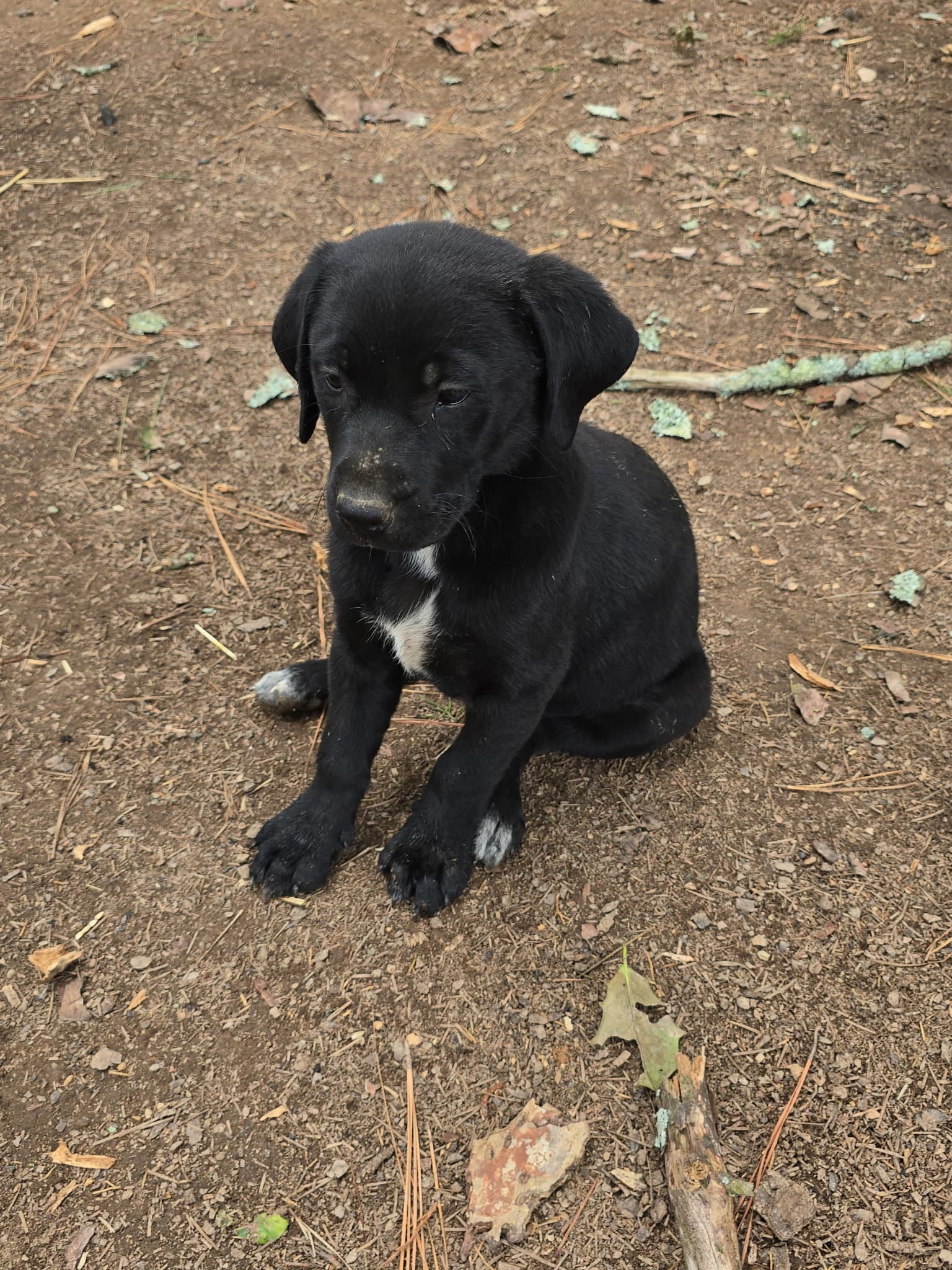 Jj - Labrador Retriever