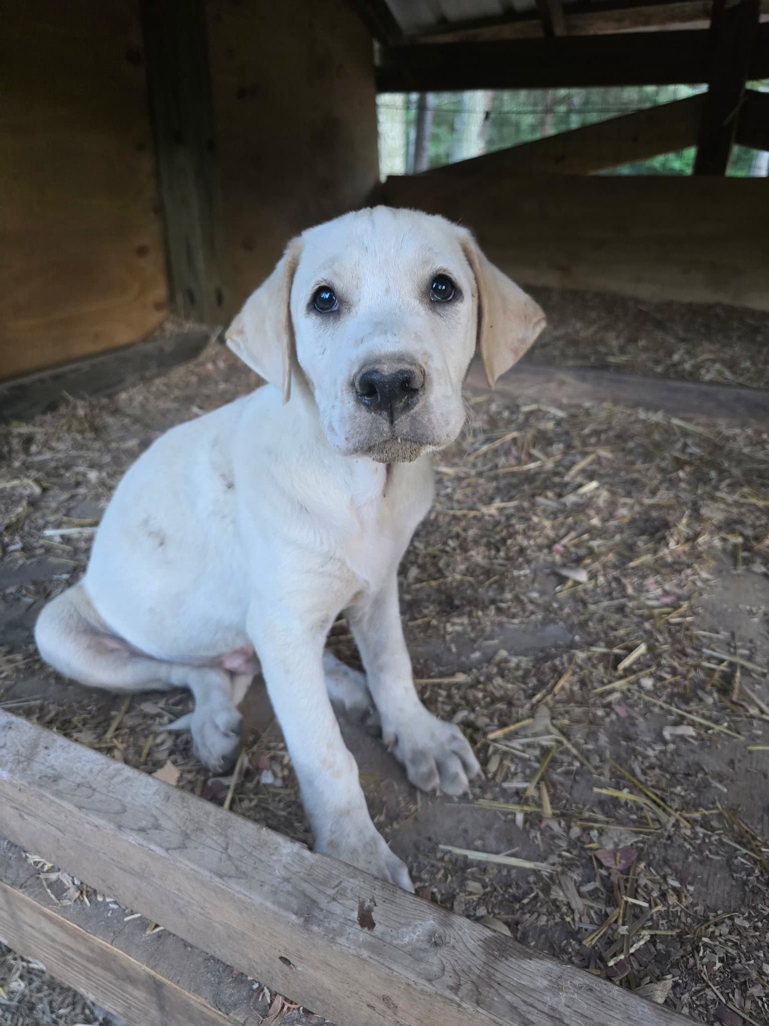 Prince - Labrador Retriever