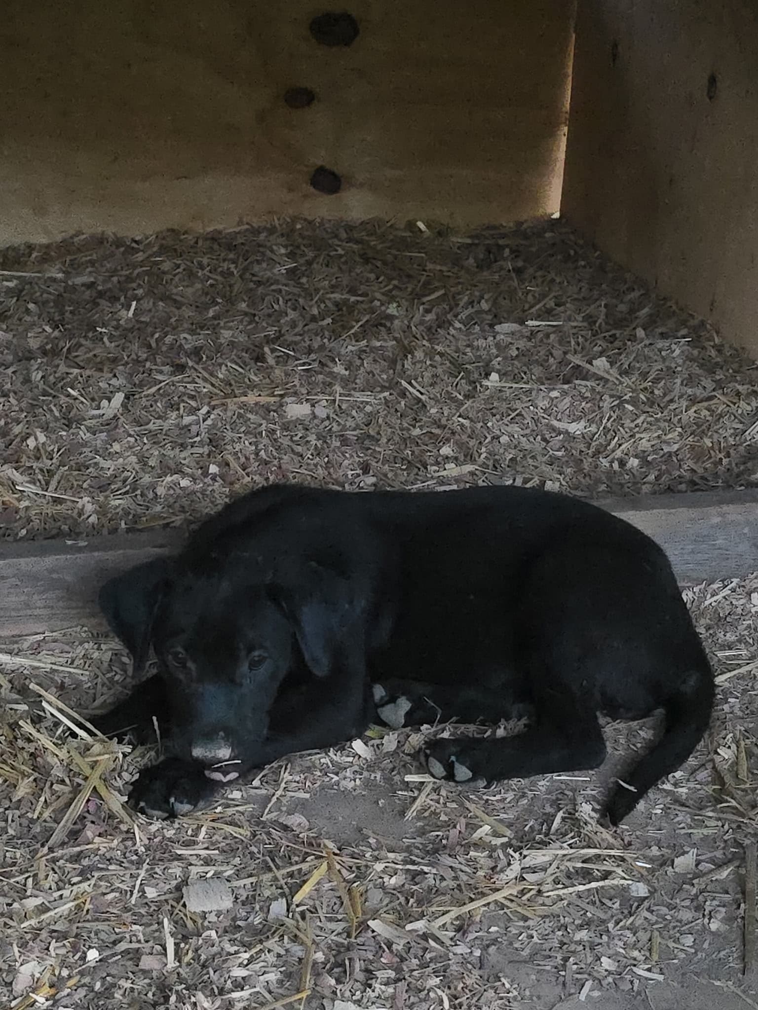 Kuala - Labrador Retriever