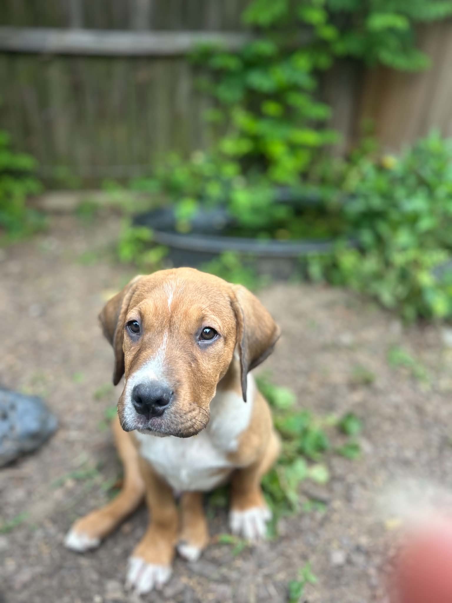 Rex - Labrador Retriever