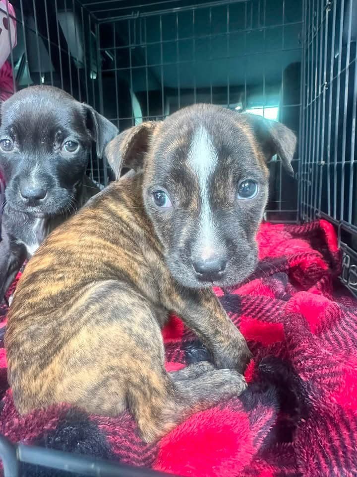 Lilo - Labrador Retriever